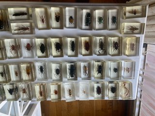 Colección Insectos en Resina 55 unidades
