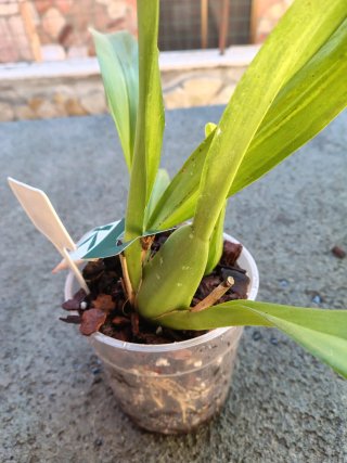 Orchidea Beallara Kathrin