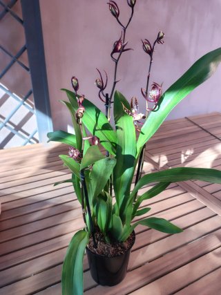 Orchidea Beallara Kathrin
