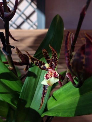 Orchidea Beallara Kathrin