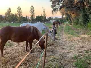 Jubilacion  pupijaje de caballos  en l’emporda