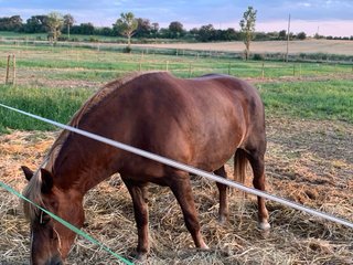Jubilacion  pupijaje de caballos  en l’emporda