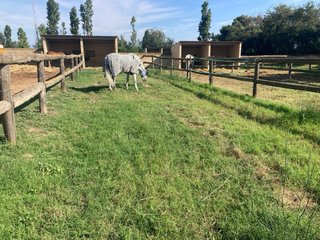 Jubilacion  pupijaje de caballos  en l’emporda
