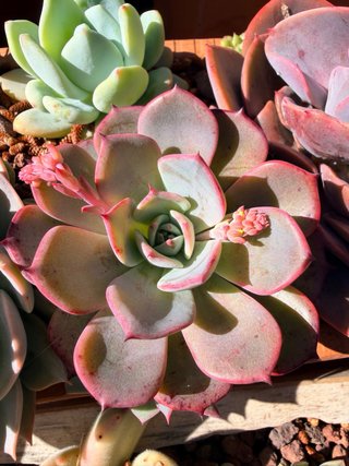 Echeveria Secunda Azulita Planta Suculenta