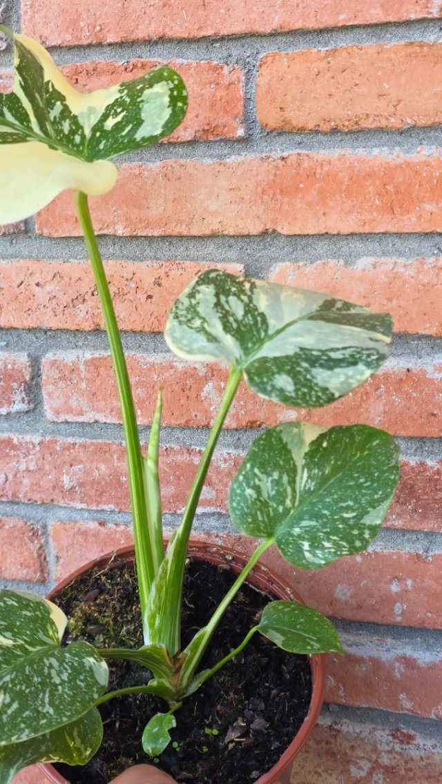 Monstera Thai Constellation