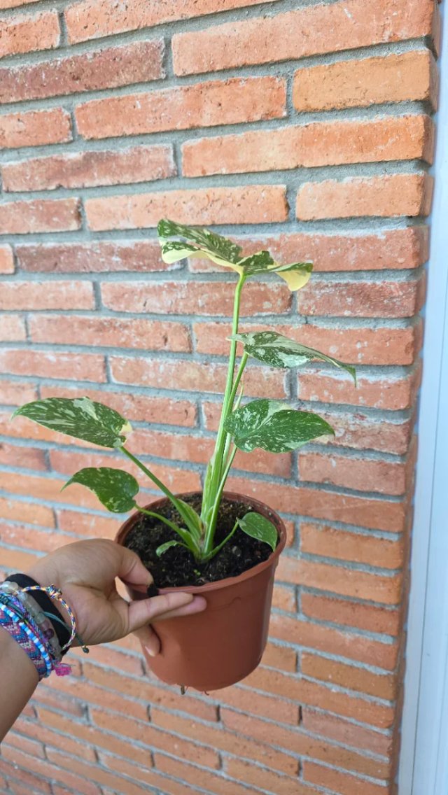 Monstera Thai Constellation