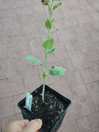 Planta Nicotiana Tabacum Mapacho