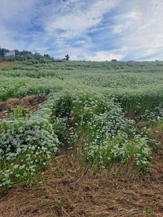 Terreno en venta en Cártama