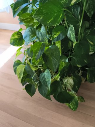 Planta Potos (Epipremnum aureum)