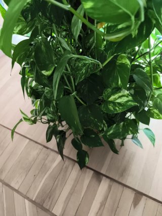 Planta Potos (Epipremnum aureum)