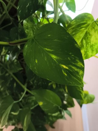 Planta Potos (Epipremnum aureum)
