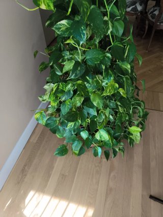 Planta Potos (Epipremnum aureum)