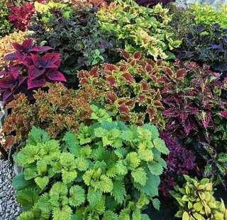 5+1 gratis talee Mix casuale di Coleus tropicali