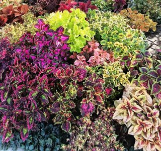 5+1 gratis talee Mix casuale di Coleus tropicali