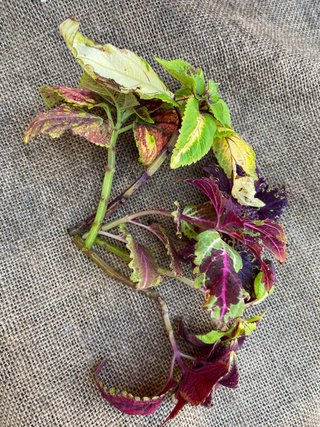 5+1 gratis talee Mix casuale di Coleus tropicali