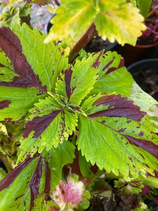 5+1 gratis talee Mix casuale di Coleus tropicali