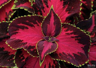 5+1 gratis talee Mix casuale di Coleus tropicali