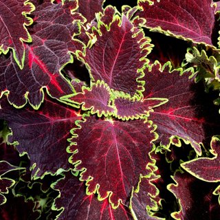 5+1 gratis talee Mix casuale di Coleus tropicali