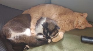 Cuidado gatos
