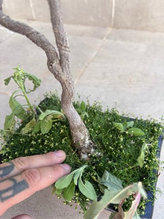 Wisteria sinensis (Glicina) bonsai