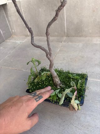 Wisteria sinensis (Glicina) bonsai