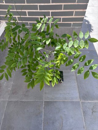 Wisteria sinensis (Glicina) bonsai