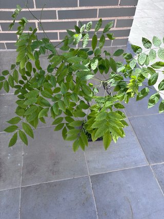 Wisteria sinensis (Glicina) bonsai