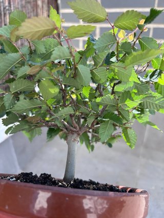 Zelkova serrata bonsai