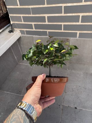 Zelkova serrata bonsai