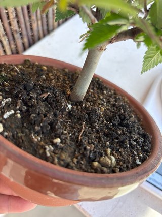 Zelkova serrata bonsai