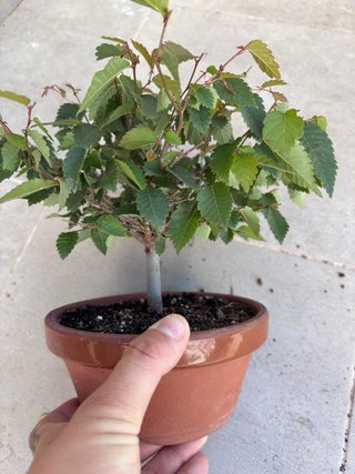 Zelkova serrata bonsai