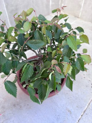 Zelkova serrata bonsai
