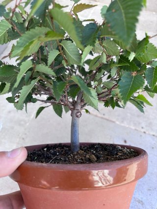 Zelkova serrata bonsai
