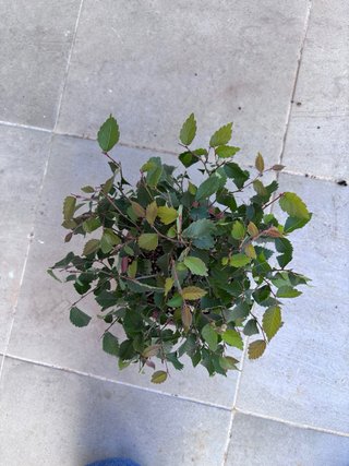 Zelkova serrata bonsai