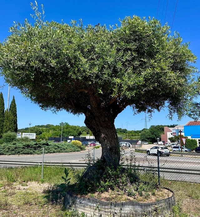 Olivos Centenarios