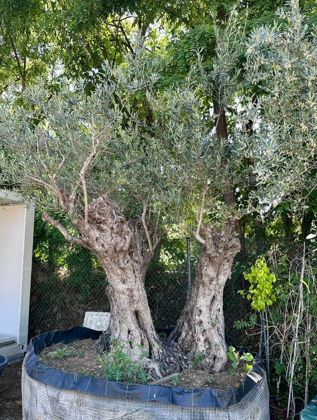 Olivos Centenarios