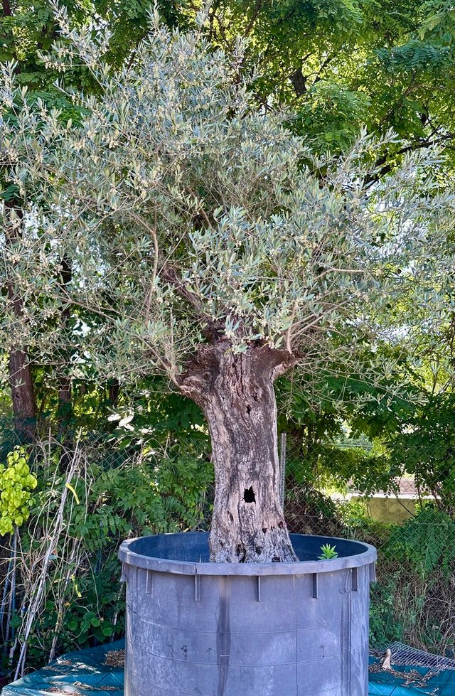 Olivos Centenarios