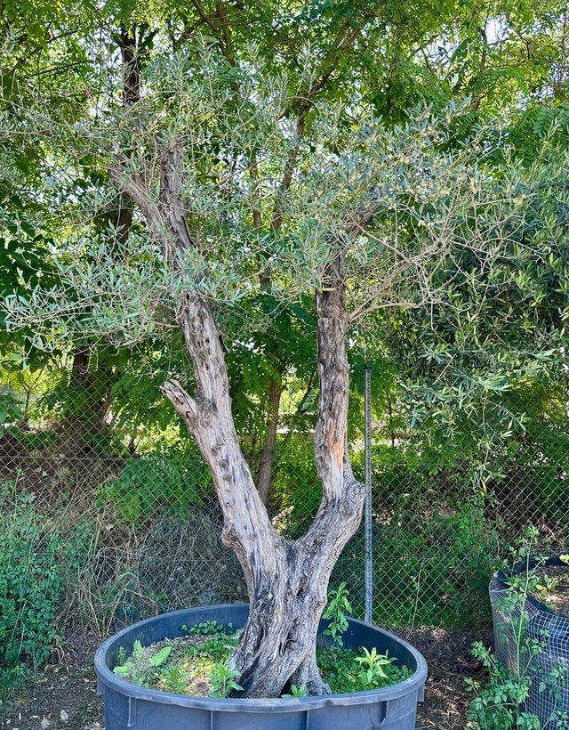 Olivos Centenarios
