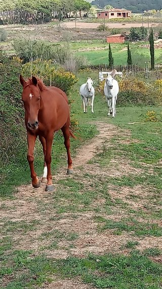 Finca rustica