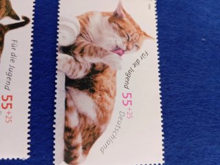 Lote 5 Sellos de gatos para jóvenes