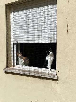 Instalamos redes de protección para gatos