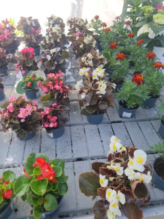 Plantas variadas  geranio  petunia hortensias