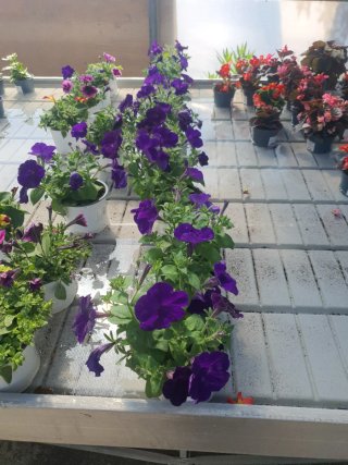 Plantas variadas  geranio  petunia hortensias