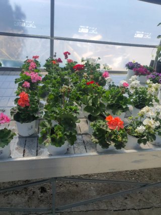 Plantas variadas  geranio  petunia hortensias