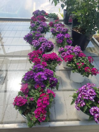Plantas variadas  geranio  petunia hortensias