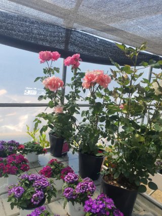 Plantas variadas  geranio  petunia hortensias