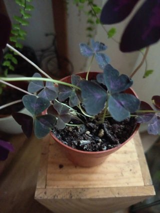 Oxalis triangularis - Planta ornamental