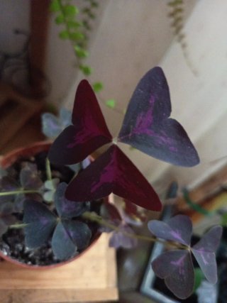 Oxalis triangularis - Planta ornamental