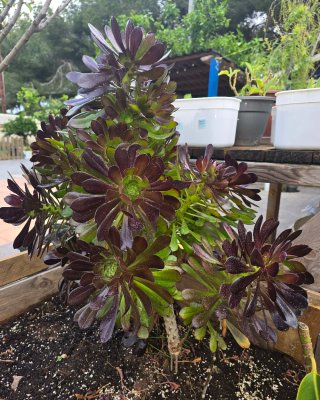 Aeonium arboreum planta suculenta