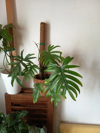 Philodendron Mayoi